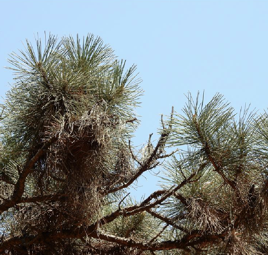  p>西黄松(学名: i>pinus ponderosa /i> dougl. ex laws.