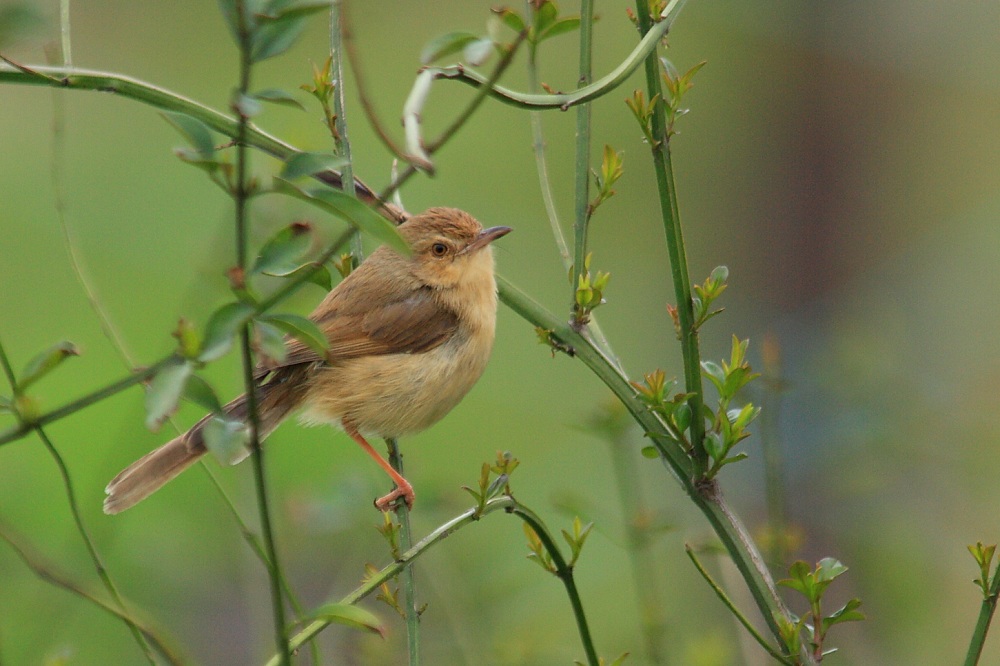  p>芦蝈蝈学名大苇莺,俗称大苇扎,苇串儿及芦蝈蝈.