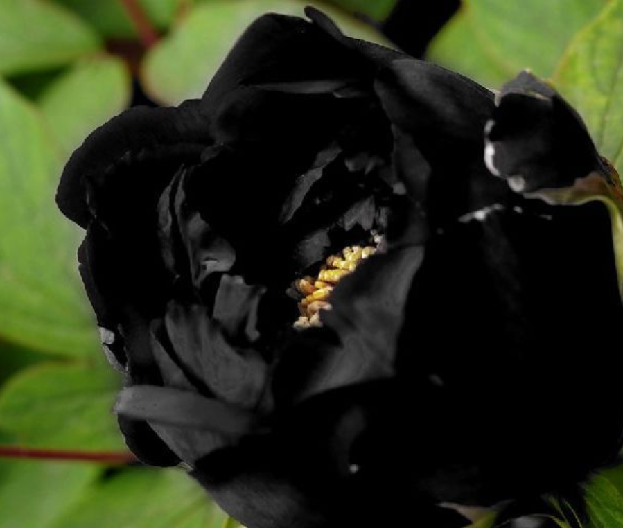  p data-id="gnx40gg8wa">黑牡丹,指近于黑色的牡丹,并非真的黑如墨炭