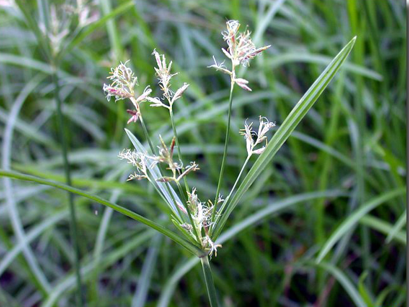 p>香附,中药名.为莎草科植物莎草的干燥根茎.