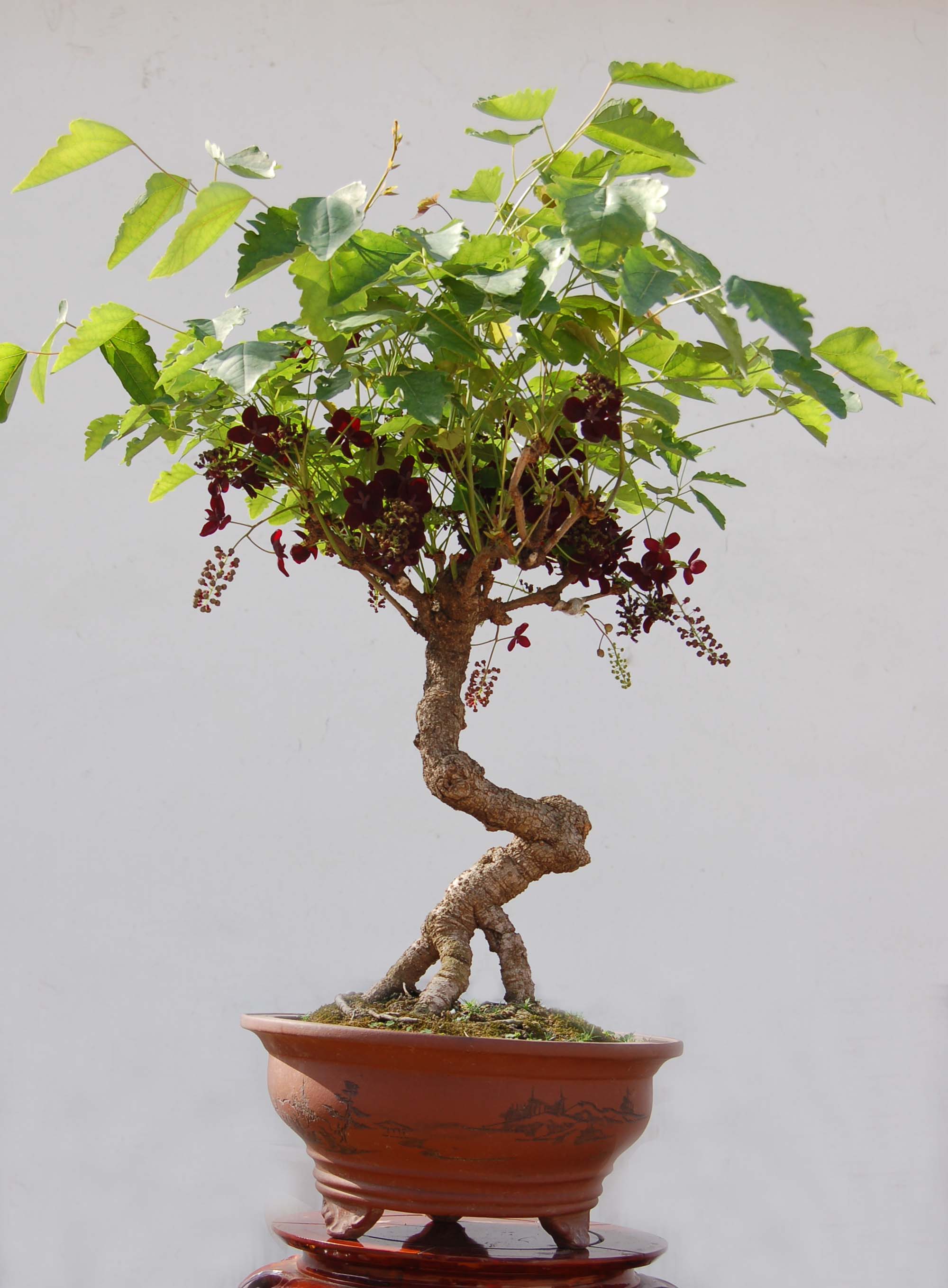  p>白水通别名: a target="_blank" href="/item/三叶木通/2974013"