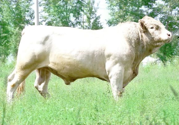 是举世闻名的大型肉牛品种,自育成以来就以其生长快,肉量多,体型大,耐