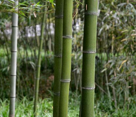 yao)是禾本科,刚竹属灌木状竹类物种,竿高可达7米,无毛,略粗糙,箨鞘