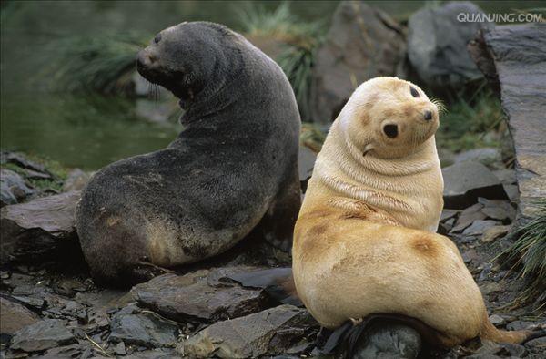  p>南极毛皮海狮(学名:arctocephalus gazella)又叫 a target="_blank