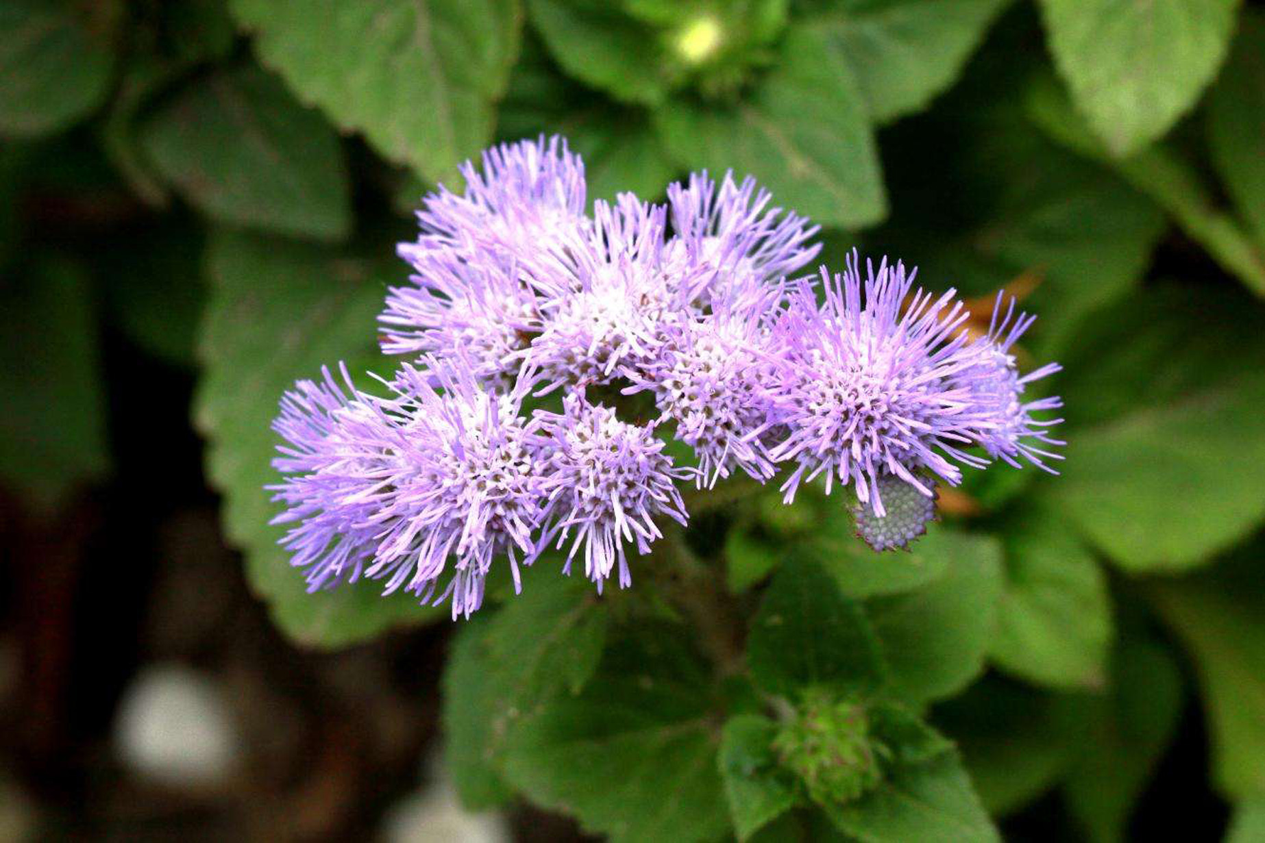  p>藿香蓟(学名: i>ageratum conyzoides /i>  l.