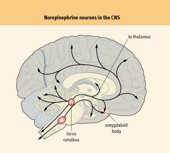 交感神经素又称 a target="_blank" href="/item/去甲肾上腺素