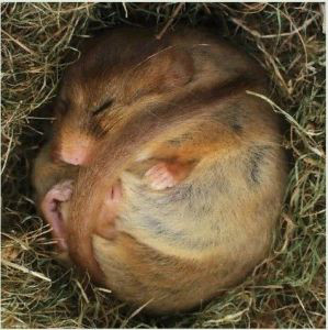  p>黄胸鼠(学名: i>rattus flavipectus /i>)别名屋顶鼠,黄腹鼠,体型