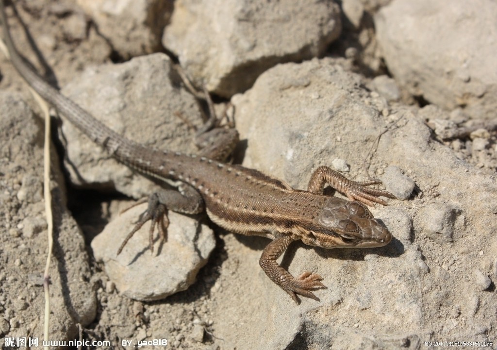  p>中国壁虎(学名:gekko chinensis)为 a href="#">壁虎科 /a>壁虎属