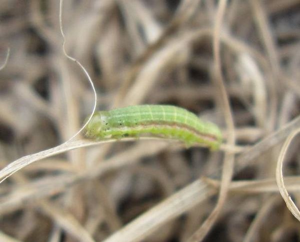 高羊茅淡剑贪夜蛾