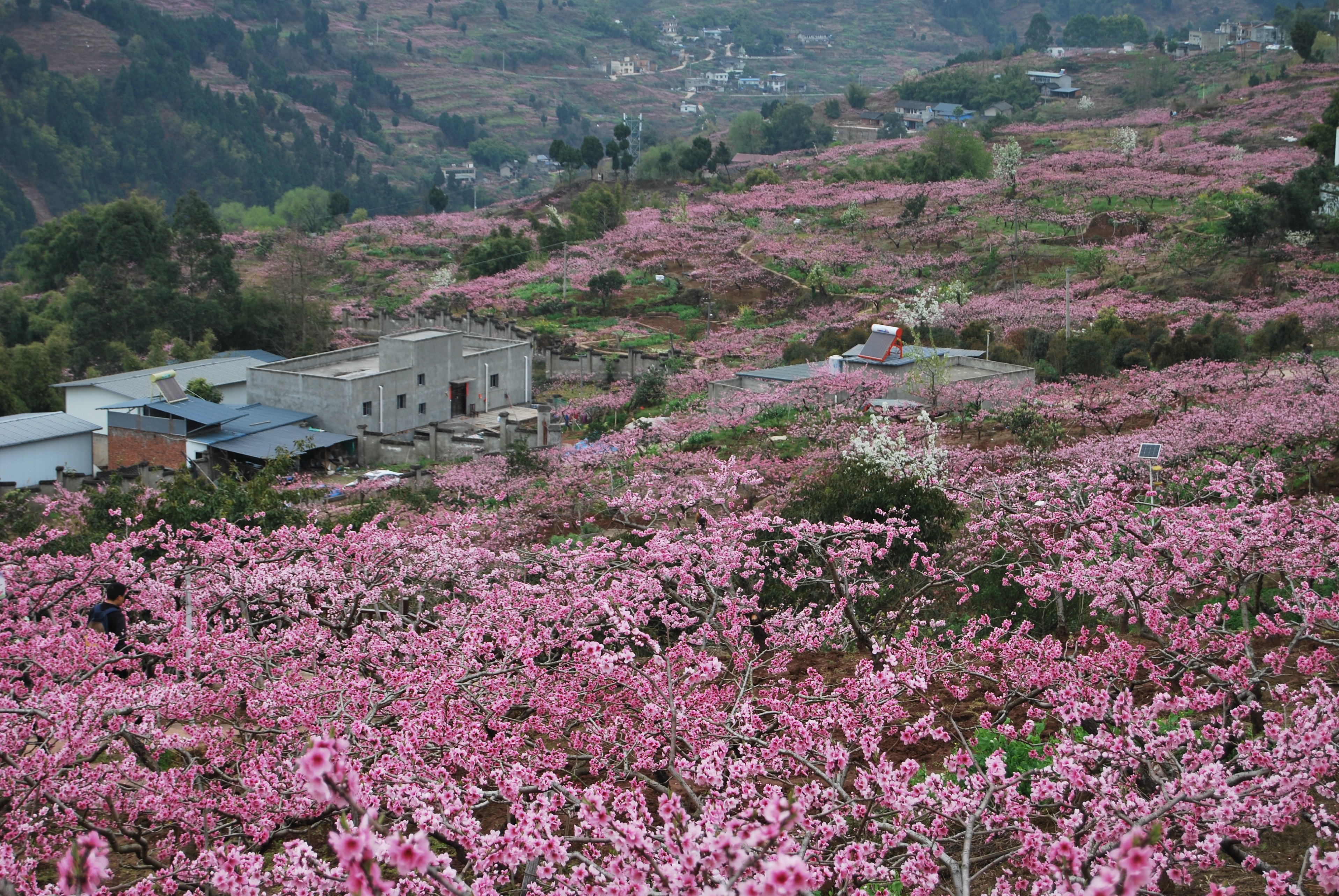 桃花故里