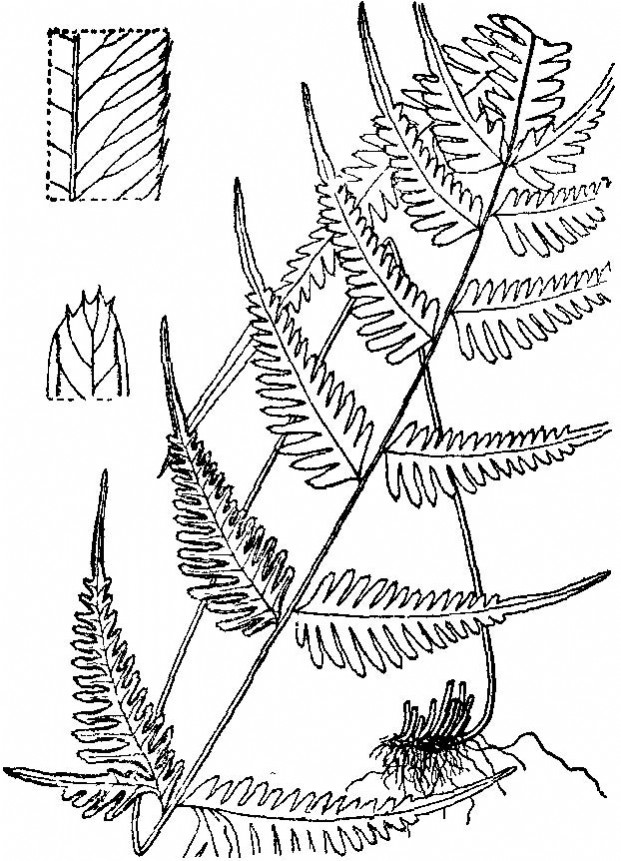  p> a target="_blank" href="/item/圆齿刺蕨">圆齿刺蕨 /a>,特产