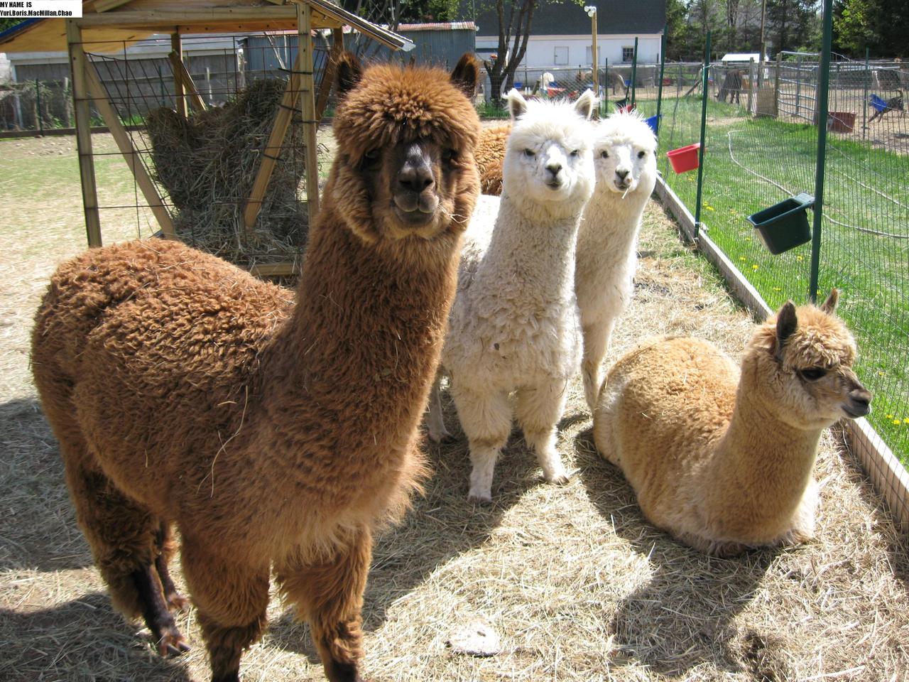  p>羊驼属是一种骆驼科,羊驼属类生物,分布于南美洲的西部和南部,栖息