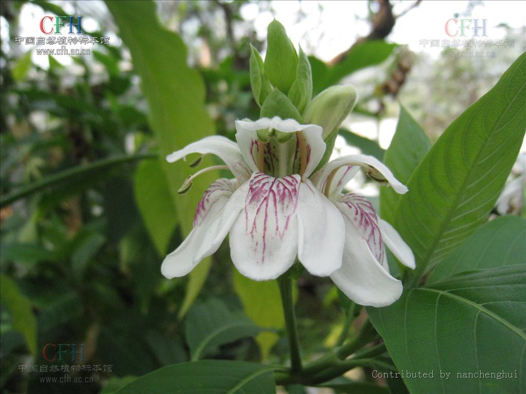  p>鸭嘴花属adhatoda mill.  