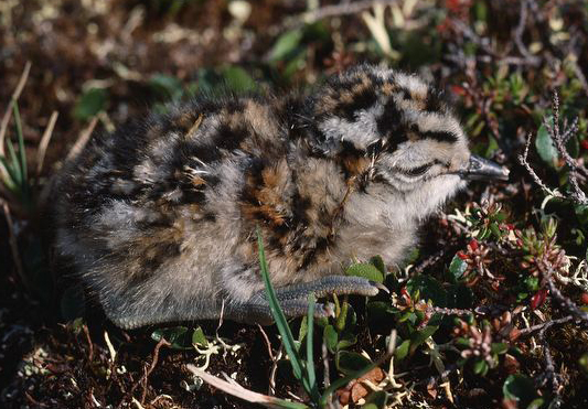 charadrius morinellus