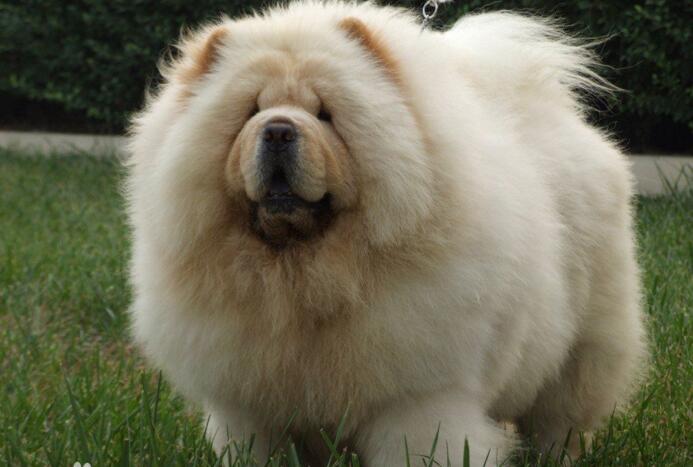  p data-id="gnt4ucamtm">松狮犬是一种非常时髦的宠物和守护犬,原产