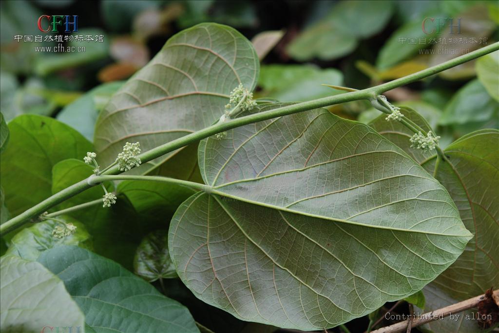  p>刺果藤属,学名byttneria loefl.