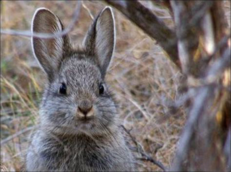  p>侏儒兔(学名: i>brachylagus idahoensis /i>):体重246-462克,平均