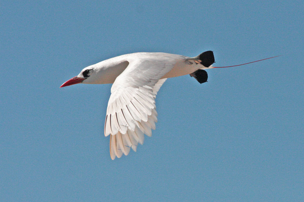  p>红尾鹲( i>phaethon rubricauda /i>):头尾长960-1020厘米,休重600