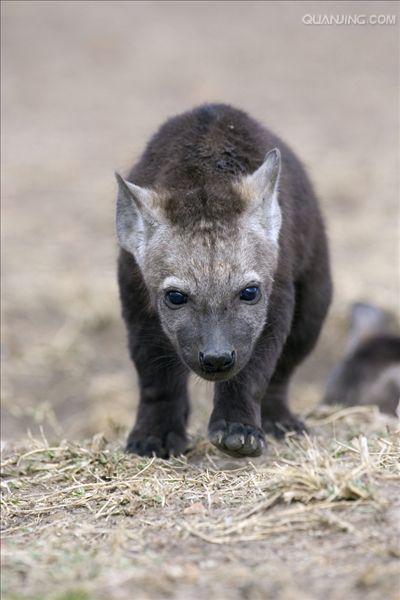  p>斑鬣狗(学名: i>crocuta crocuta /i>):又名斑点鬣狗,体长约95-160