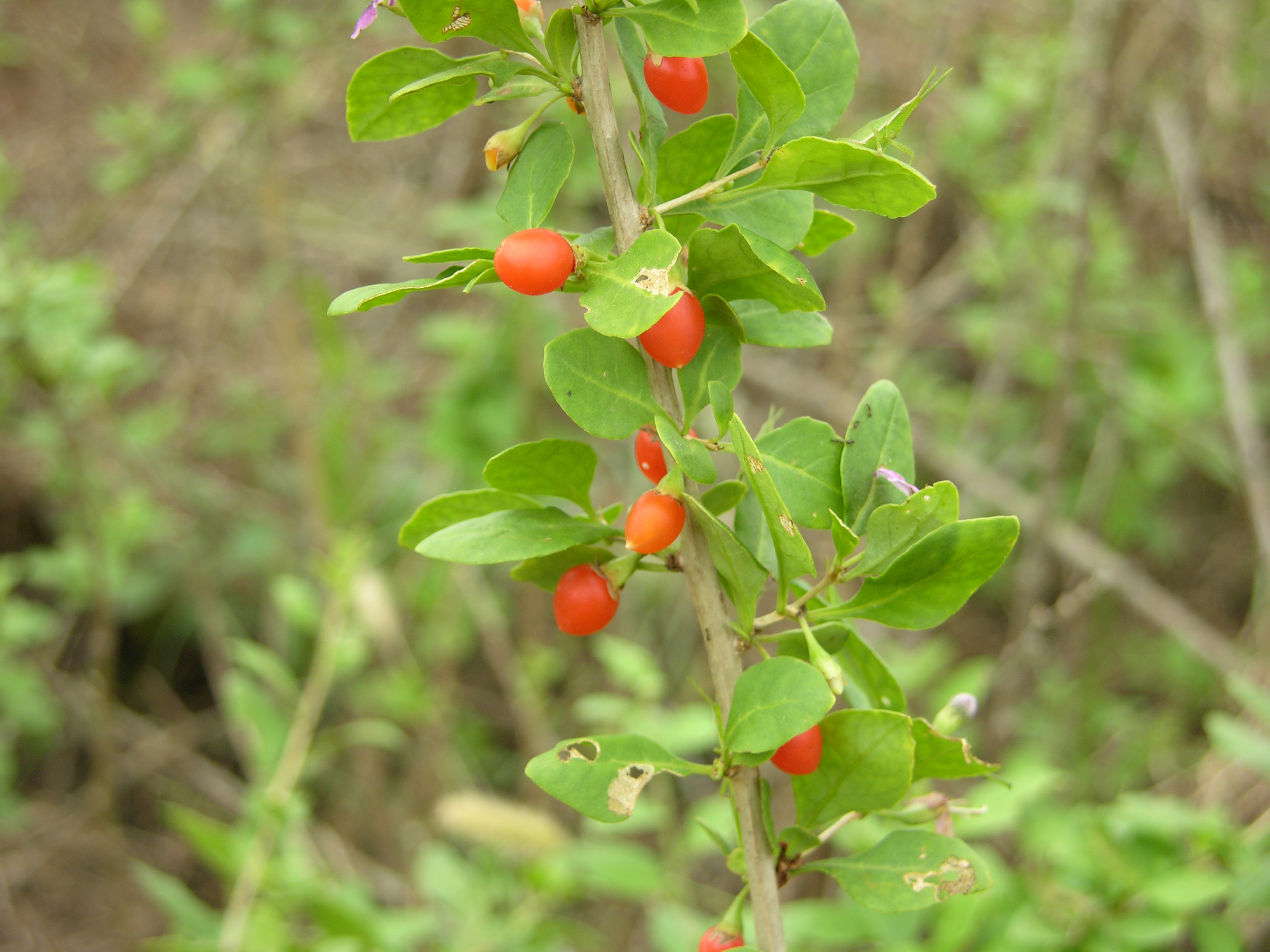  p>地骨皮,别名枸杞皮,为 a target="_blank" href="/item/茄科