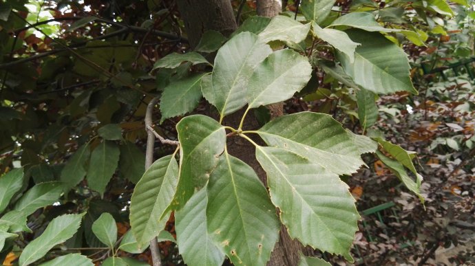  p>大果青冈(学名: i>cyclobalanopsis rex /i> (hemsl.) schott.