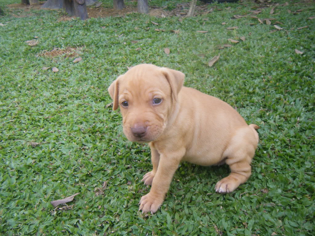  p>比特犬(英文名:american pit bull terrier),比特犬也称美国比特犬