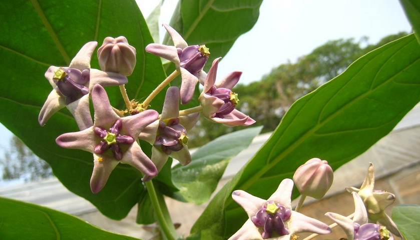  p>牛角瓜属(学名:calotropis r.