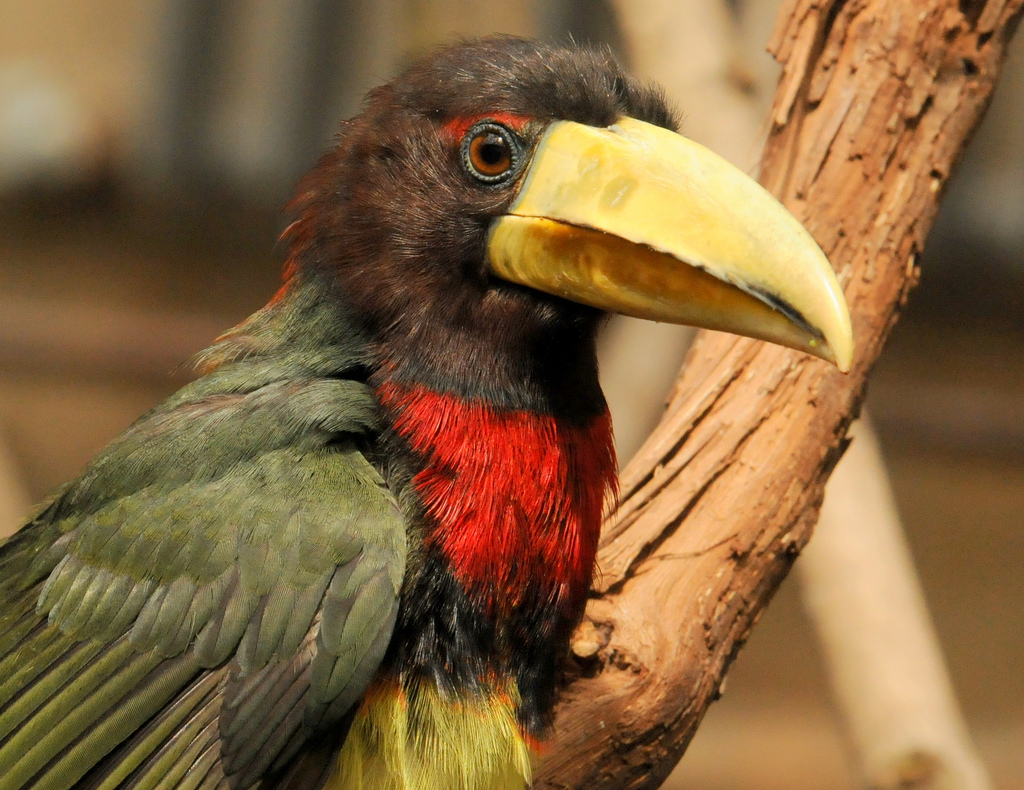 白嘴簇舌巨嘴鸟