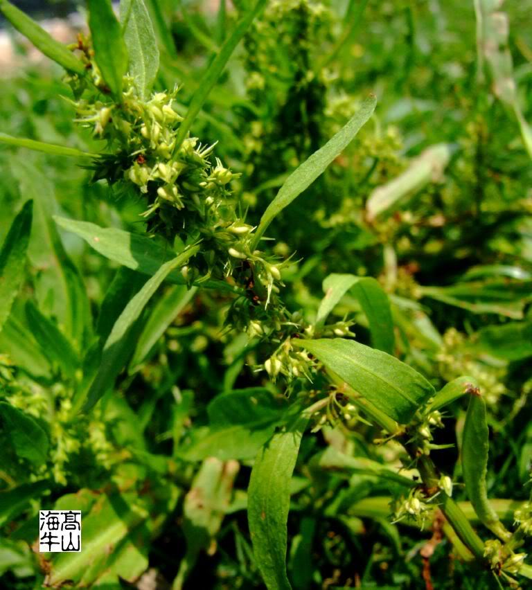  p>刺酸模(学名: i>rumex maritimus /i> l. sp. pl.