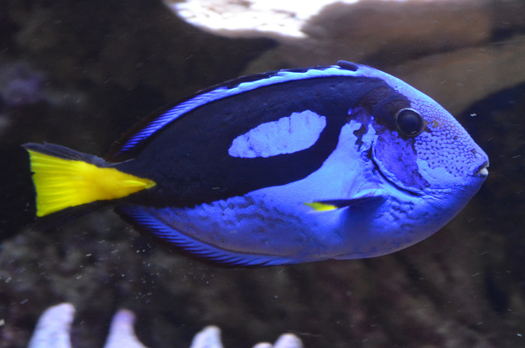  p>黄尾副刺尾鱼(学名: i>paracanthurus hepatus /i>)体侧扁,口小.