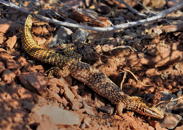  p>刺尾巨蜥(学名: i>varanus primordius /i>)是 a href="#" data