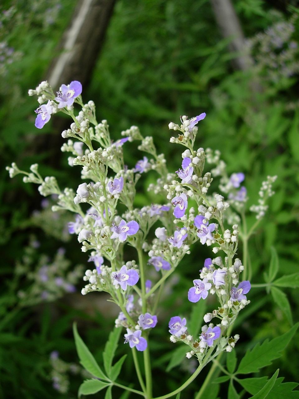 马鞭草科(马鞭草科的主要特征是什么)