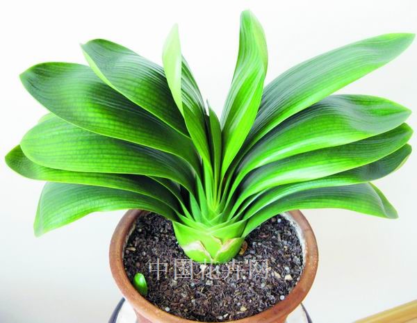 href="/item/君子兰属">君子兰属 /a>的多年生草本植物,属