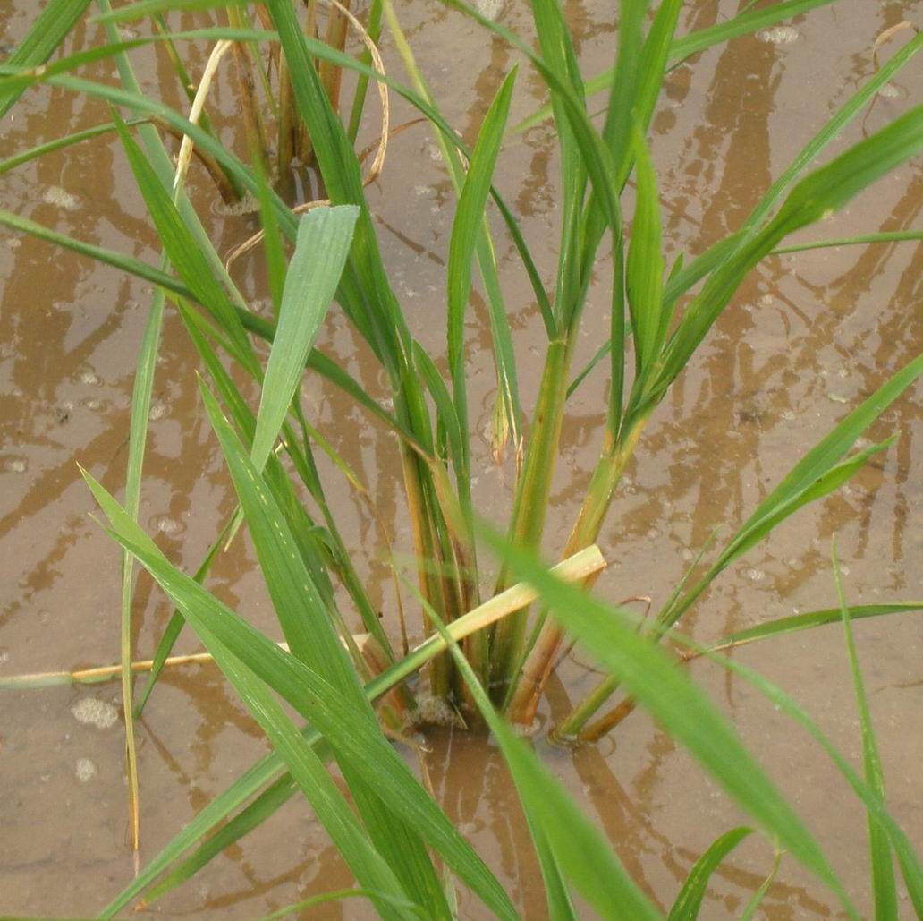  p>二化螟 i>chilo suppressalis /i>(walker)属 a href="#" data