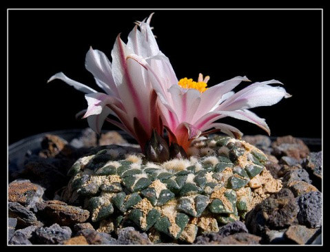 黑牡丹 岩牡丹属 百度百科