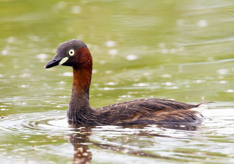 p>小鸊鷉(学名: i>tachybaptus ruficollis /i>),是鸊鷉科小鸊鷉属的