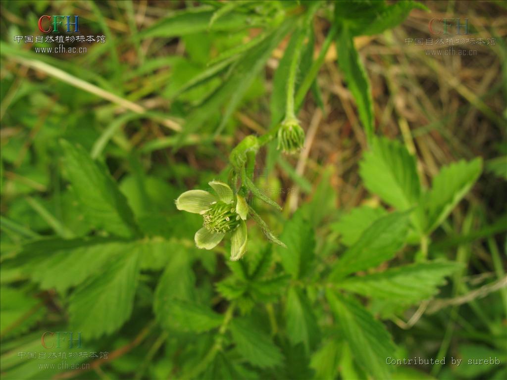  p>虎掌(学名: i>pinellia pedatisecta /i> schott)是 a href="#"