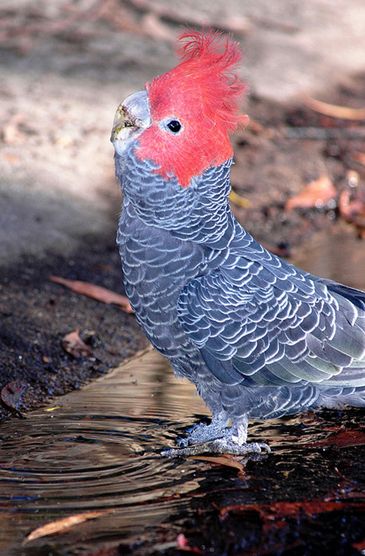  p>红冠凤头鹦鹉(学名: i>callocephalon fimbriatum /i>):体长33-37