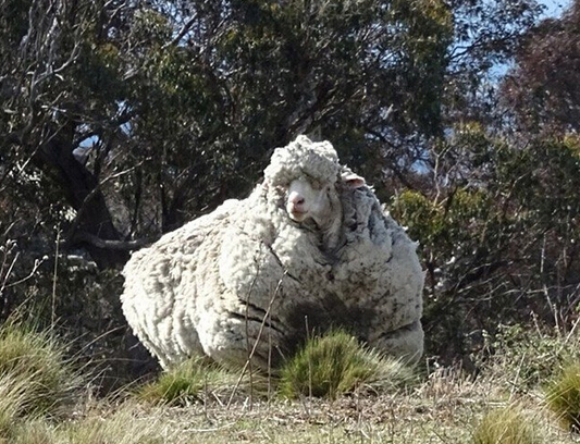 网红羊"克里斯"