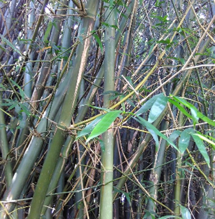  p>坭竹(学名: i>bambusa gibba /i> mcclure)是禾本科,簕竹属 a