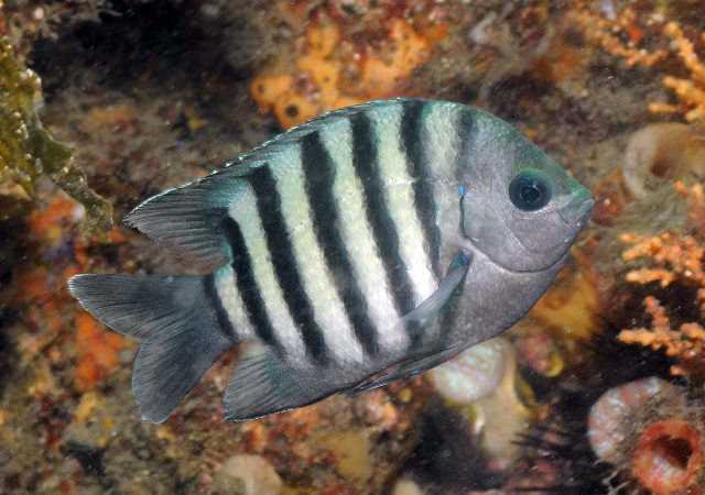  p data-id="gnx1os59cn">孟加拉豆娘,鱼类,分布在印度-西太平洋的