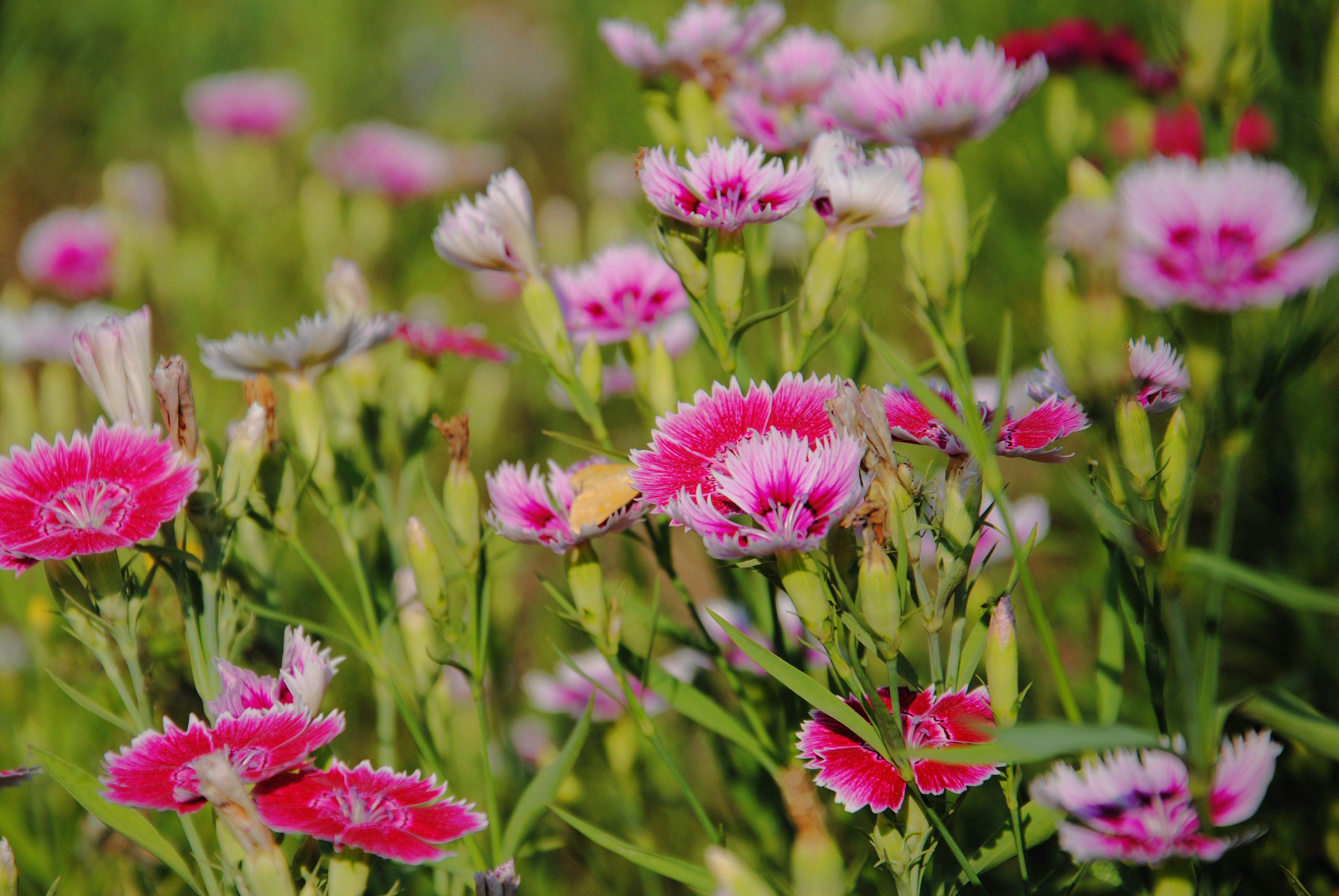 dianthus chinensis