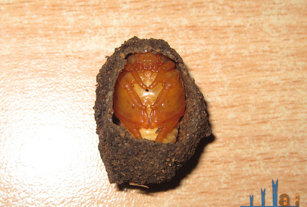 鞘翅目/1535103" data-lemmaid="1535103">鞘翅目 /a>昆虫,其幼虫为 a