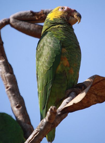  p>黄面鹦鹉(学名:poicephalus flavifrons)是典型的 a href="#" data
