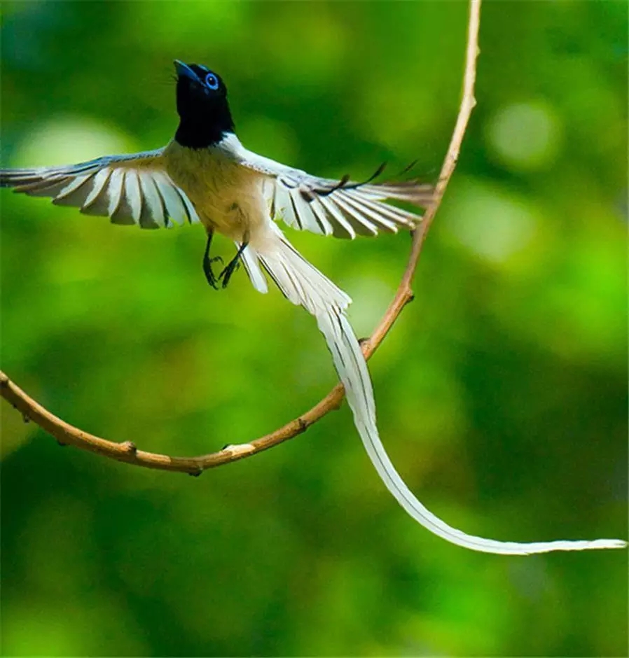  p>中国寿带鸟(学名: i>terpsiphone incei /i>):体态美丽, a target=