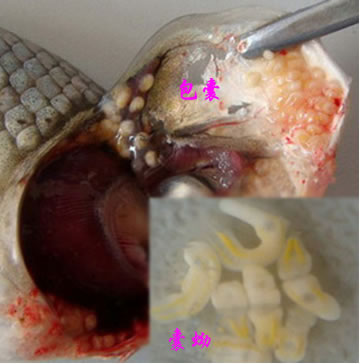 target="_blank" href="/item/囊蚴/7721660" data-lemmaid="7721660"