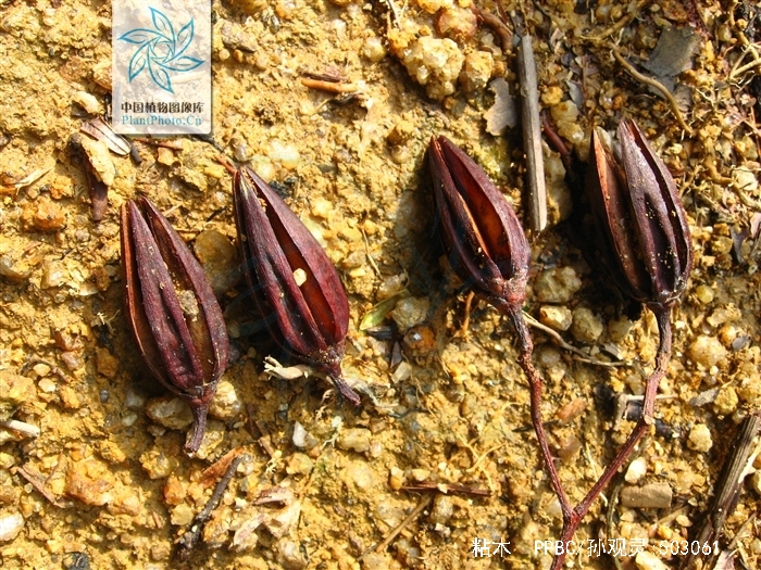  p>粘木(学名: i>ixonanthes /i>  i>reticulata /i> jack)是古柯科