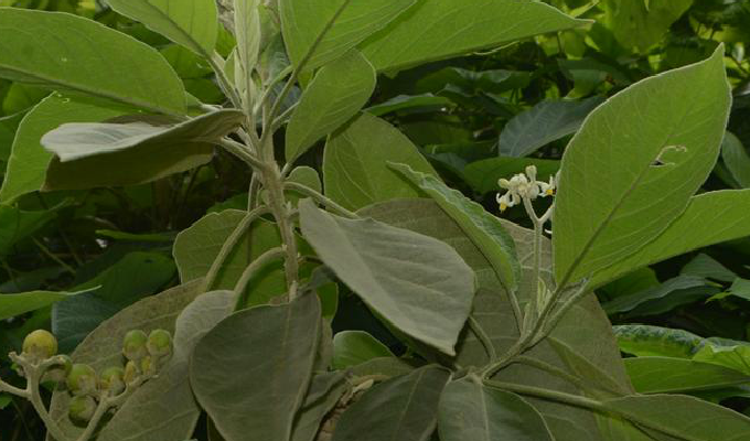  p>假烟叶树,又称野烟叶,茄树,土烟叶,有毒,可以用来做药,假烟叶树无