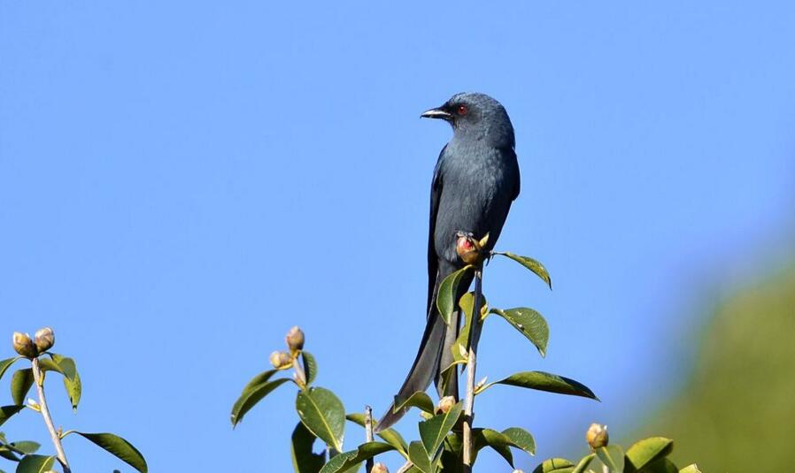  p>剪尾鸢(学名:chelictinia riocourii)是一种中型 a href="#" data