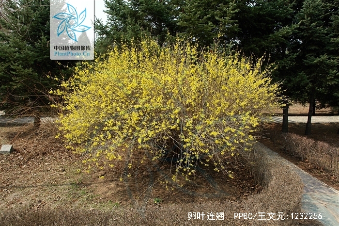  p>卵叶连翘(学名: i>forsythia ovata /i> nakai)是木犀科,连翘属